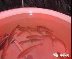 光照對魚類的用處